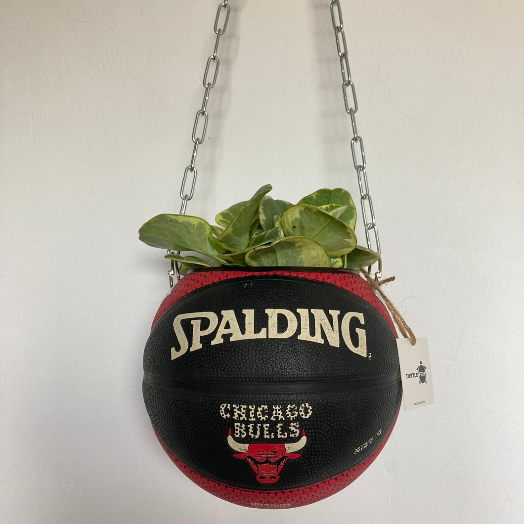     decoration-ballon-de-basket--vintage-transforme-en-pot-de-fleurs-chicago-bulls