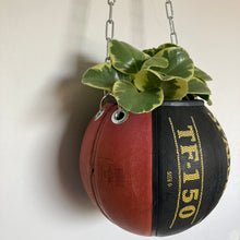Charger l&#39;image dans la galerie,    decoration-ballon-de-basket-transforme-en-pot-de-fleurs-spalding-tf-150
